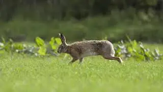 Hare running  HD