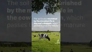Cow manure is a source of nutrients in agriculture, improving soil health and yields! 🌱 #STgenetics