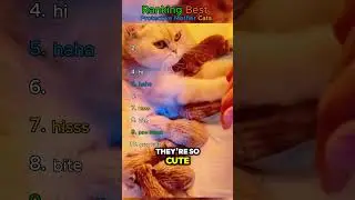 Ranking Best Protective Mother Cats