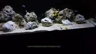 Malawi Aquarium 540L - Mbunas