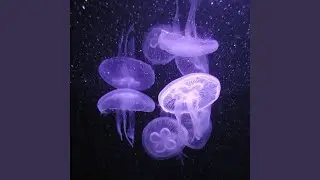 Living Under the Sea
