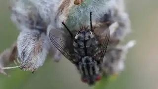Mosca de la carne Sarcophaga