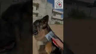 Best Comb For Dogs & Cats #afaqchaudhry #germanshepherd #petaccessories #combfordogs #combs