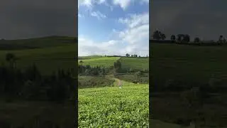 The Beauty in the Nature Cool Limuru-Tigoni Tea Farm Best Place to Be #teacountry #teafarm #teatour