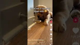 There is two types of dogs 💀#viralvideo #memes #funny #shorts #cute #dog