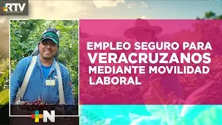 Programa federal y estatal facilita empleo agrícola para veracruzanos | RTV Noticias