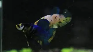 YellowGalaxy