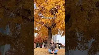 One of the best places to see autumn leaves in Seoul