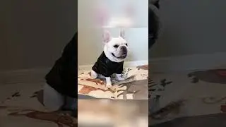 Stylish French Bulldog in Black Zip-Up Leather Jacket 🐶🖤