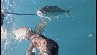 18kg Kingfish