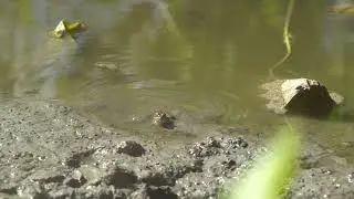 Frogs in the Mud
