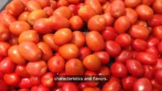 9 Types of Bush Tomatoes To Grow
