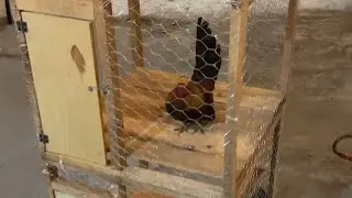 Cómo hacer Jaulas para los kikirikis!!