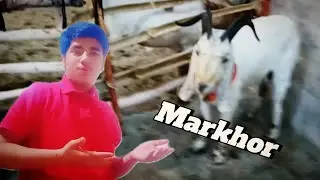 Markhor Jesa Bakra |Ahmed Vlogs|