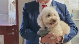 NJ State Senator, &lsquo;Dumpster Dog&rsquo; owner advocates for adoption on International Dog Day