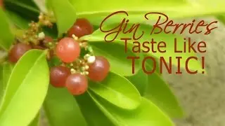 Grow Your Own GIN Berries (Glycosmis pentaphylla)