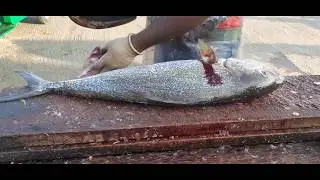 AMBERJACK FISH CUTTING
