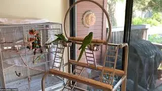 Yeshe and Chester: Blue Crown Conures - Mickaboo Virtual Adoption Fair