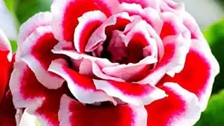 HOW TO GROW GLOXINIA TUBEROUS BULBS