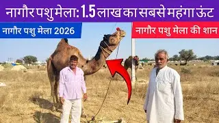 नागौर पशु मेला: 1.5 लाख का सबसे महंगा ऊंट | Nagaur Pashu Mela 2026 Most Expensive Camel