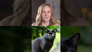 When did black cats become witchy?