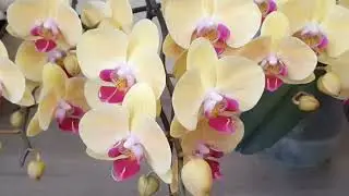 МИСС 🌼ЦВЕТУНЬЯ🌼 СЕЗОНА ЛЕТО 2023 ОРХИДЕЯ 