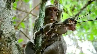 In order to prevent the infant tail from falling off the tree, the monkey grabbed it