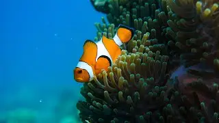 Discover Underwater Paradise: Tribe Gate and Turtle Beach Dive Experience