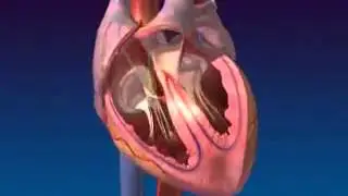 Heart Beat Animation   YouTube