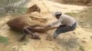 Camel Breeding |camel mating process😍🐪#camel #camellife #camelbreeding #breeding #breedingprogress