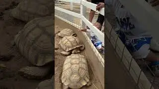 Giant Turtles #shorts #cocofarm #turtle #farming #viralshorts #fyp