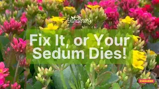 Sedum Problems? Fix Yellow Leaves, Pests & Rot FAST! (Gardening Hacks)