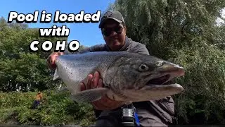 Coho Salmon
