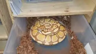 Ball Python Clutch #6 of 2020