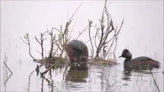 Geoorde Fuut nestbouw en paringen NHD Bakkum 13mei17 lang