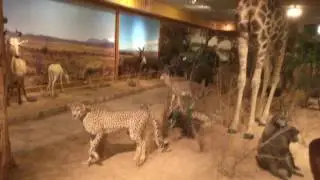 African Animals at Bolack Museum