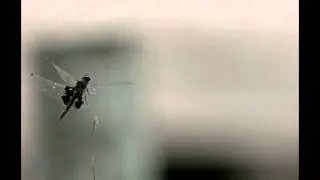 Dragon Fly in UltraSlo