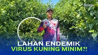 Lahan Endemik Virus Kuning, Tapi Serangan Minim | Ini Caranya!