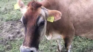 Welcome to 3 Cow Marketing!