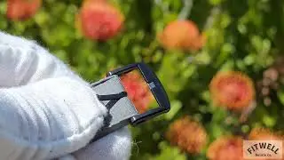 How To Adjust Your Fitwell Micro-Adjust Buckle Off The Wrist