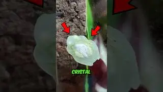La rana transparente que no deber&iacute;as tocar 😱🐸