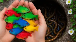 Great Catch Colorful Ornamental Fish In Tiny Pond, Baby Turtle, Goldfish, Koi Fish, fish, Platy Fish