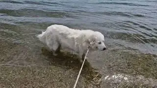 Mil&oacute; gaat pootje baden @lagolaprello