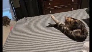 Synchronized Cat & Cute Kitten Cleaning #copycat