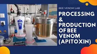 Processing & Production of Bee Venom (Apitoxin)