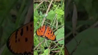 Tawny coaster# செவ்வந்தி சிறகன்# butterflies# local biodiversity