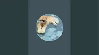 Anasmalik  is live