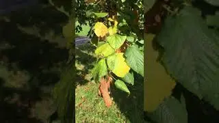 Large-leaved lime - leaves - October 2019