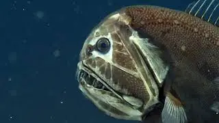 Creepy Creatures on EarthxTV