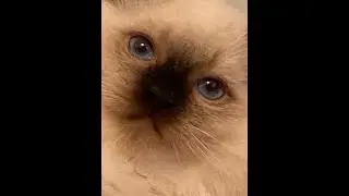 Seal Color Point Ragdoll Kitten Nicholas From 9 To 11 Weeks Of Age